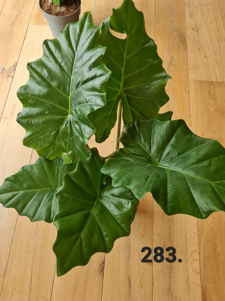 Alocasia portadora, prachtige kamerplant, Ophalen of Verzenden, Halfschaduw, Minder dan 100 cm