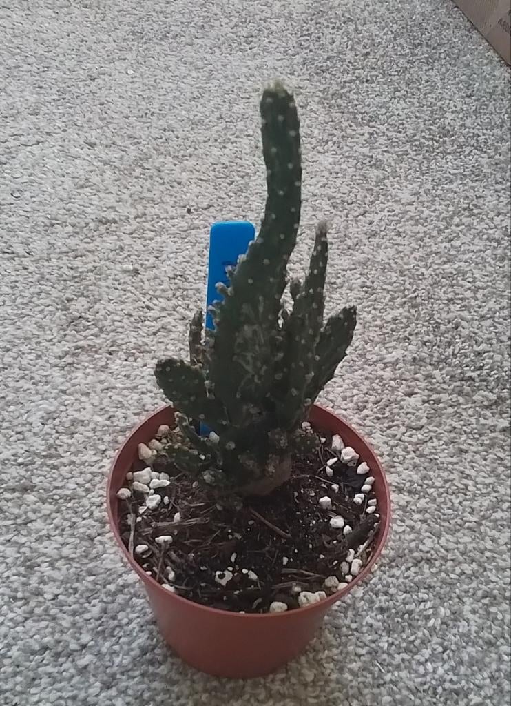 Opuntia cactus plantje, Ophalen of Verzenden, Cactus, Volle zon, Minder dan 100 cm