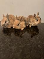 5 schattige baby konijntjes, Dieren en Toebehoren, Konijnen, Meerdere dieren, Dwerg