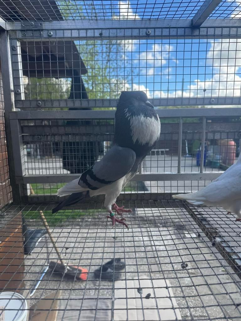 sierduif Pigmy pouter, Dieren en Toebehoren, Mannelijk