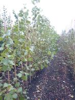 populier en wilg, Tuin en Terras, Ophalen of Verzenden, Volle zon, Overige soorten, 250 tot 400 cm