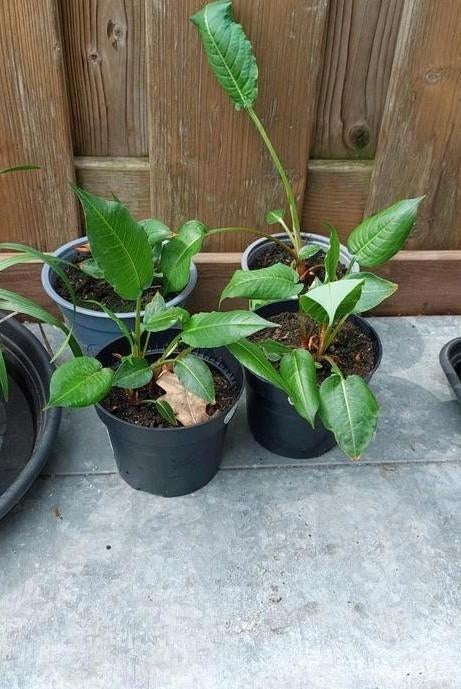 Persicaria amplexicaulis 2 soorten, Tuin en Terras, Planten | Tuinplanten, Ophalen, Vaste plant, Overige soorten