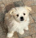 Boomer pups, Parvo, Overige rassen, 8 tot 15 weken, Meerdere