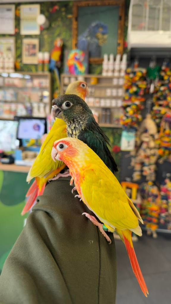Jonge pyrrhura’s verschillende kleuren, Meerdere dieren, Dwergpapegaai of Agapornis, Pratend