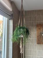Grote, makkelijke hangplant compleet met pot en hanger, Ophalen, 100 tot 150 cm, Overige soorten, Halfschaduw