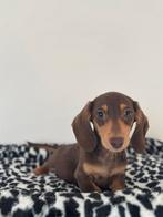 Dwergteckel pups te koop-choco tan, 8 tot 15 weken, Korthaar, Dwerg, Meerdere