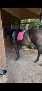 KN dressuurzadel 17,5 inch – nette zadel, Dieren en Toebehoren, Ophalen, Gebruikt, Dressuur