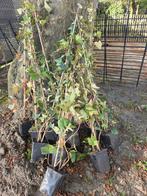 Hedera Hibernica 10 stuks 1 meter hoog, Vaste plant, Ophalen of Verzenden, Bloeit niet, Halfschaduw