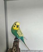 Musti zoekt een huisje! (Grasparkiet), Mannelijk, Parkiet