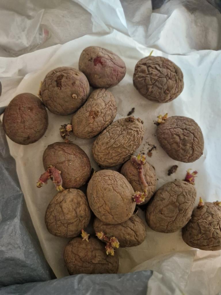 Gratis. Ontkiemde pootaardappelen, klaar voor de moestuin, Ophalen of Verzenden, Voorjaar, Volle zon, Knol