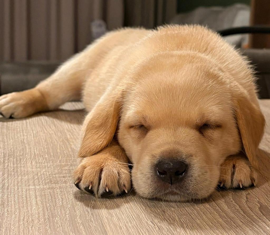 Prachtige lieve labrador pups blond/ redfox reutjes, Dieren en Toebehoren, Honden | Retrievers, Spaniëls en Waterhonden, Reu, 8 tot 15 weken