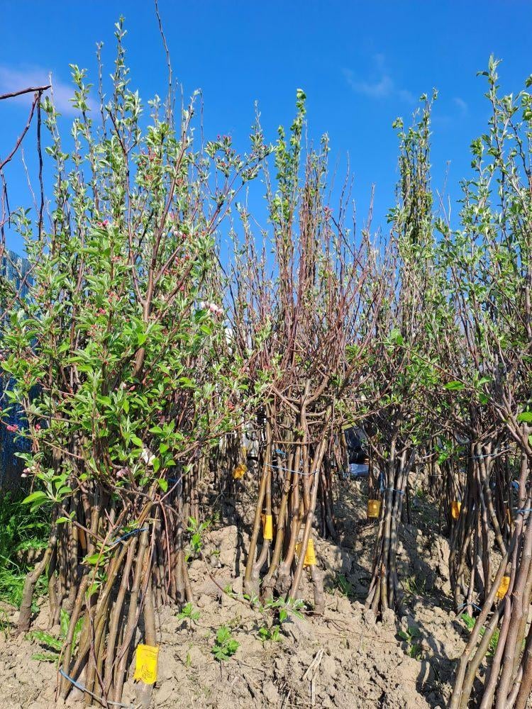 10 appel- en/of perenbomen | Fruitbomen | Actie Corazon, Tuin en Terras, Planten | Bomen, Halfschaduw, Lente, 100 tot 250 cm, Overige soorten