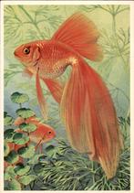 Voro het kind, Japanse sluierstaart, Ko van den Broecke 1977, Verzenden, 1960 tot 1980, Gelopen, Overige soorten