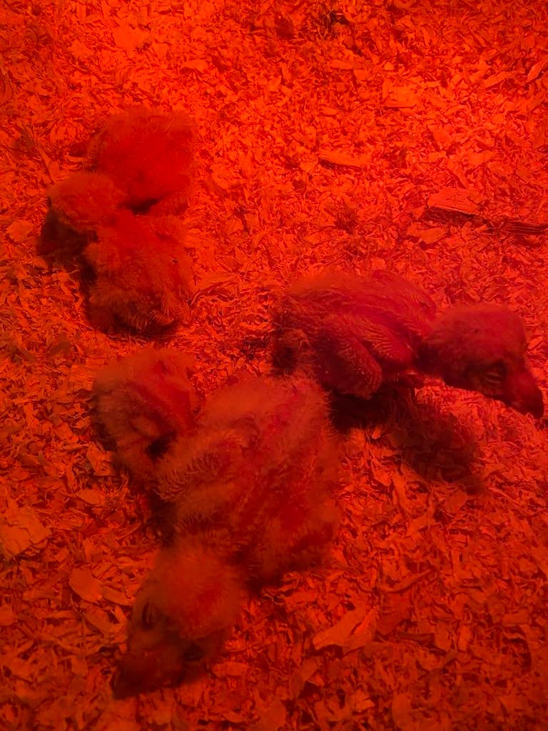 Kerkuil jongen - handtam - geboren april, Geslacht onbekend, Roofvogel, Geringd