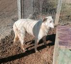 Lieve Bosco ter adoptie!, Dieren en Toebehoren, Particulier, Rabiës (hondsdolheid), Reu, 1 tot 2 jaar