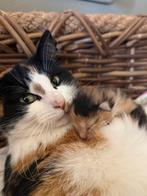 Prachtige kittens, Meerdere dieren