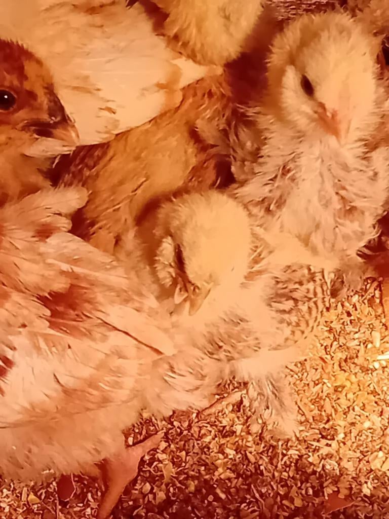 Wyandotte kriel kuikens zwart bruin wit, Dieren en Toebehoren, Pluimvee, Geslacht onbekend, Kip