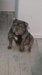 Franse bulldog kenji, Dieren en Toebehoren, Honden | Bulldogs, Pinschers en Molossers, Reu, Bulldog, Eén hond, 3 tot 5 jaar
