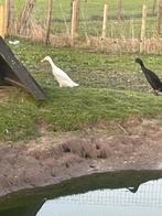 Broedeieren loopeenden/fleseenden, Dieren en Toebehoren, Pluimvee, Geslacht onbekend, Eend