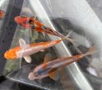 Kwaliteit felle kleurenmix baby kois!, Dieren en Toebehoren, Vissen | Vijvervissen, Karper of Koi