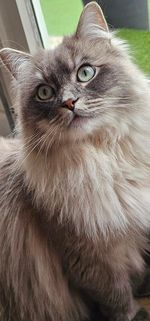 Prachtige lieve kater. Kruising Ragdoll /Siberische, Kater, Gechipt