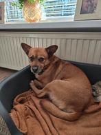Lieve hond Gio, Dieren en Toebehoren, Particulier, Reu, Eén hond, 3 tot 5 jaar