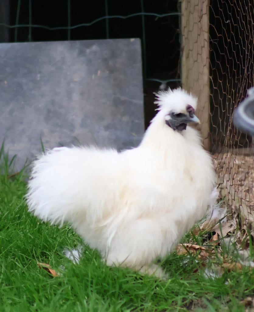 Zijdehoender haantje 4 maanden GRATIS, Dieren en Toebehoren, Pluimvee, Mannelijk, Kip