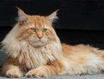 Maincoon kater, Dieren en Toebehoren, Kater, Ontwormd, 3 tot 5 jaar