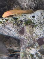 Algeneters  geel ancitrussen, Vis