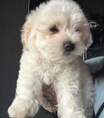bichon maltezer, Parvo, Reu, 8 tot 15 weken, Meerdere