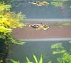 Endlerguppen mix, Dieren en Toebehoren, Vissen | Aquariumvissen, Vis