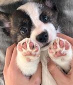 Nog één corgi pup beschikbaar!, Dieren en Toebehoren, Parvo, 8 tot 15 weken, Meerdere, Meerdere dieren