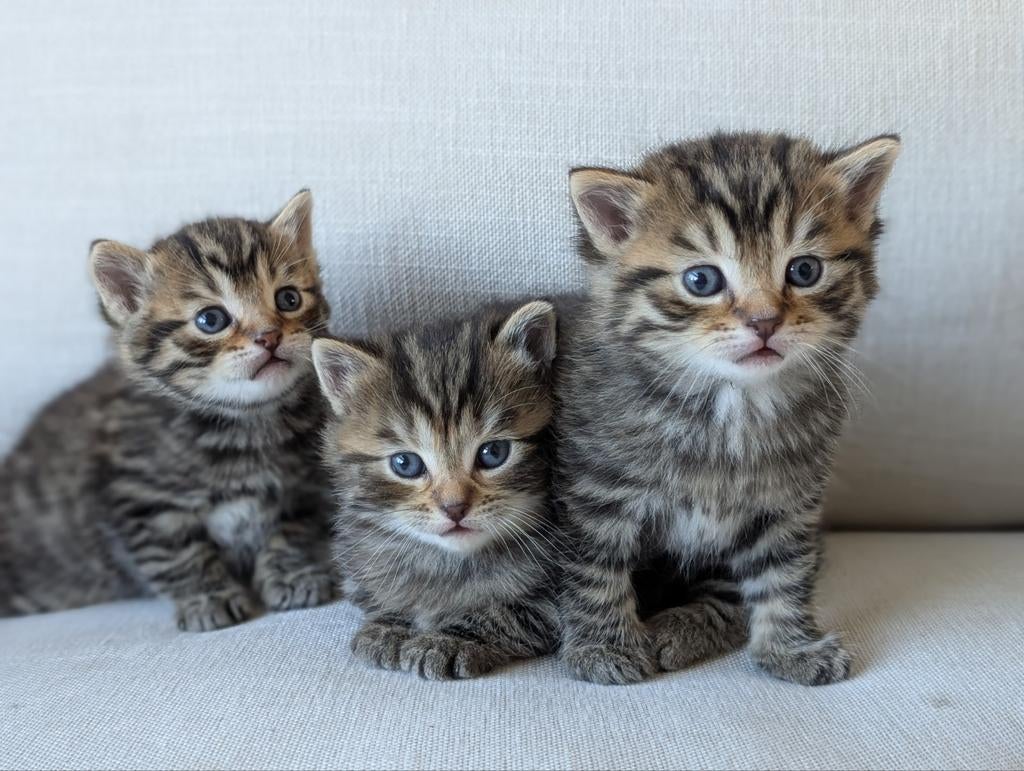 Lieve, mooie en aanhankelijke cyperse kittens te koop!, Dieren en Toebehoren, Katten en Kittens | Overige Katten, Meerdere dieren