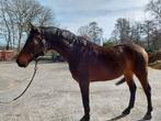 Leuke 5 jr Ruin Bon Vivaldi x Furst Romcier, Ruin, Zadelmak, Dressuurpaard, 3 tot 6 jaar