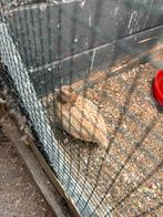 Kwartel gratis ophalen, Mannelijk, Overige soorten