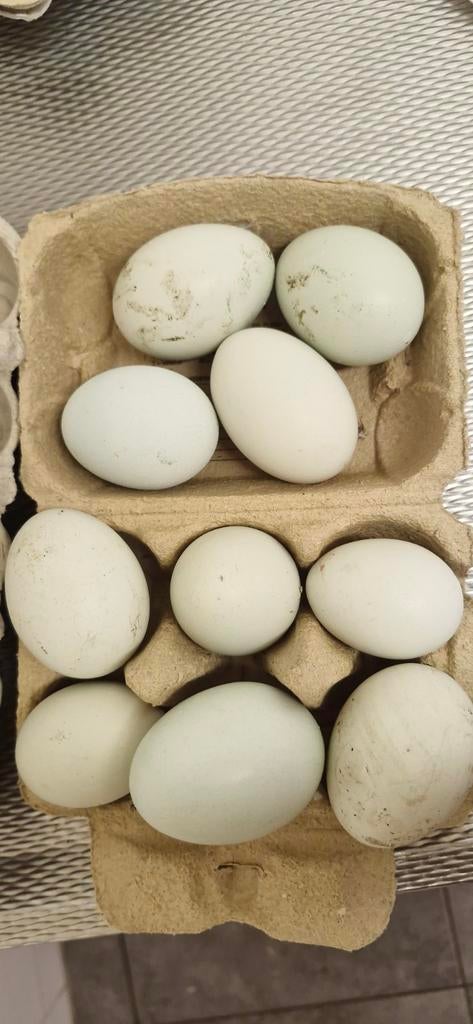 Broedeieren Araucana – groene eieren 1.50 per stuk, Dieren en Toebehoren, Ophalen of Verzenden, Overige typen