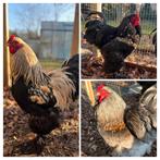 Prachtige Brahma hanen (geboren mei 2025), Mannelijk, Kip