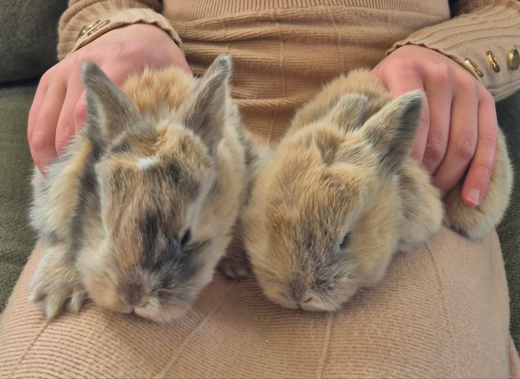 Dwerghangoortjes, Dieren en Toebehoren, Mannelijk, Kip