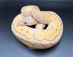 0.1 Super Pastel Jungle Woma Clown ball python regius, Dieren en Toebehoren, Reptielen en Amfibieën, Slang, Tam, 0 tot 2 jaar