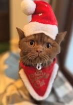 Cinnamon latent DBE ) dominant Bleu eyes, Meerdere dieren, Met stamboom, 0 tot 2 jaar