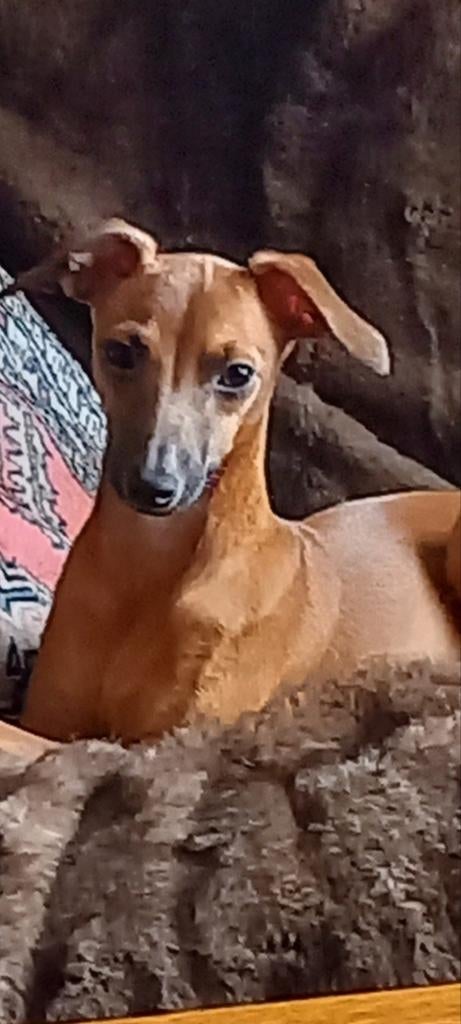 Super mooi Italiaans windhondje bruin vos kleur, België, Particulier, HCC (leverziekte), 15 weken tot 1 jaar