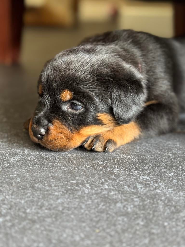 Rottweiler puppy’s, 8 tot 15 weken, Meerdere, Meerdere dieren, Rottweiler