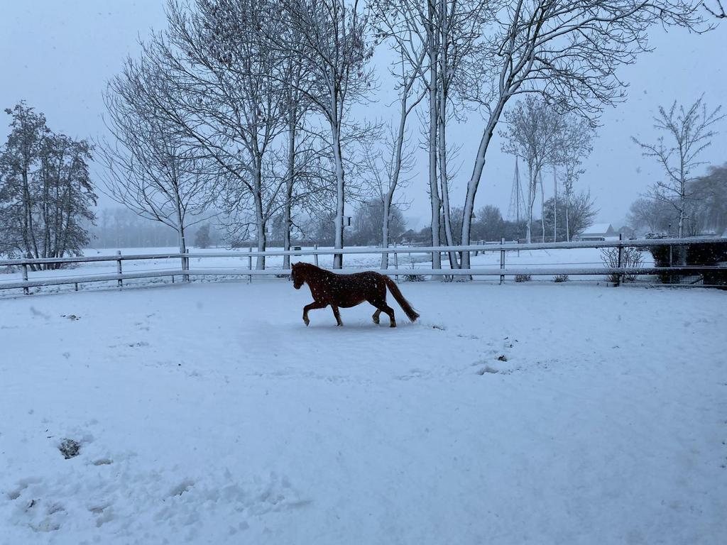 Welsh a pony, Dieren en Toebehoren, Pony's, Merrie, Met stamboom, Dressuurpony, A pony (tot 1.17m)