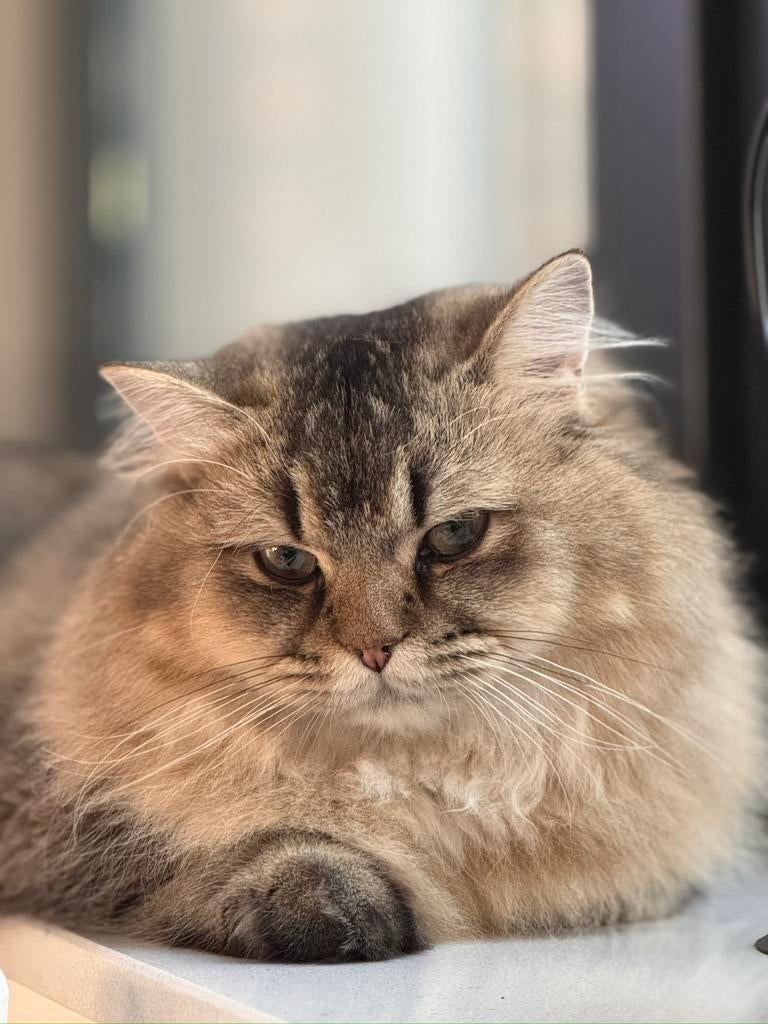 Brits langhaar kater 1 jaar, Dieren en Toebehoren, Kater, Gechipt