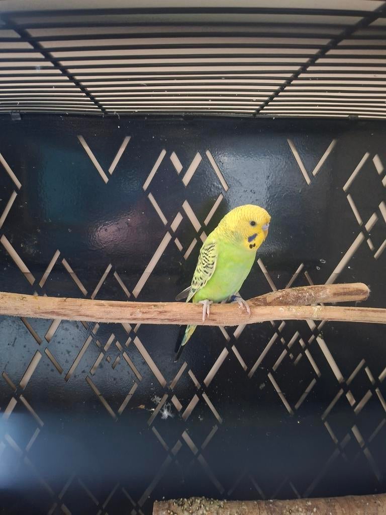 Parkiet, Dieren en Toebehoren, Vogels | Parkieten en Papegaaien, Mannelijk, Parkiet