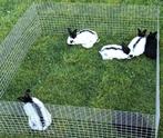 Nest lotharinger reuze vlinder konijnen, Dieren en Toebehoren, Konijnen, Meerdere dieren, Groot, 0 tot 2 jaar