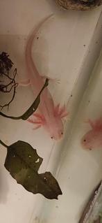 Laatste axolotl baby, Overige typen, Zoetwatervis