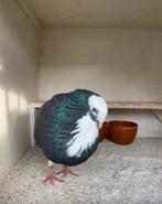 Mooie zwarbonte doffer stuur bij interesse je telnr mee, Dieren en Toebehoren, Vogels | Duiven, Mannelijk, Kropper