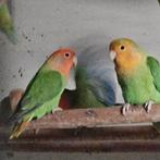 5 LB roseicollis opaline, Dieren en Toebehoren, Meerdere dieren, Dwergpapegaai of Agapornis, Geringd
