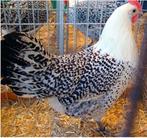 broedeieren groninger meeuw kriel, Dieren en Toebehoren, Geslacht onbekend, Kip